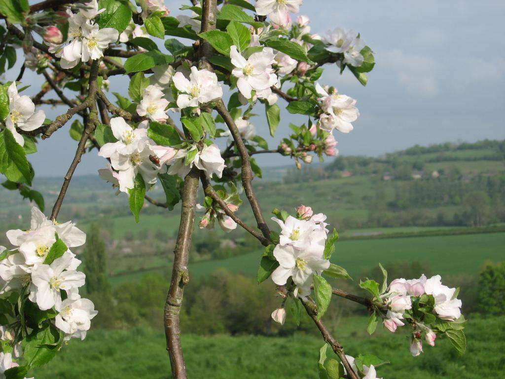 La Boursaie Bed & Breakfast Livarot-Pays-d'Auge ภายนอก รูปภาพ